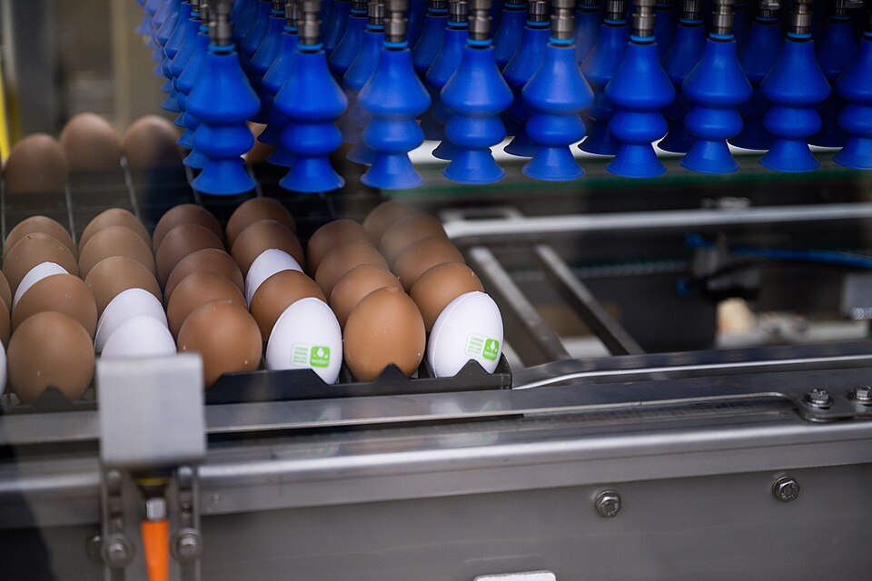 Fresh Eggs