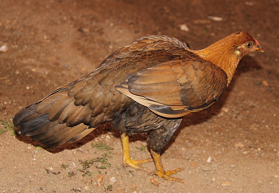 Layer Chicken
