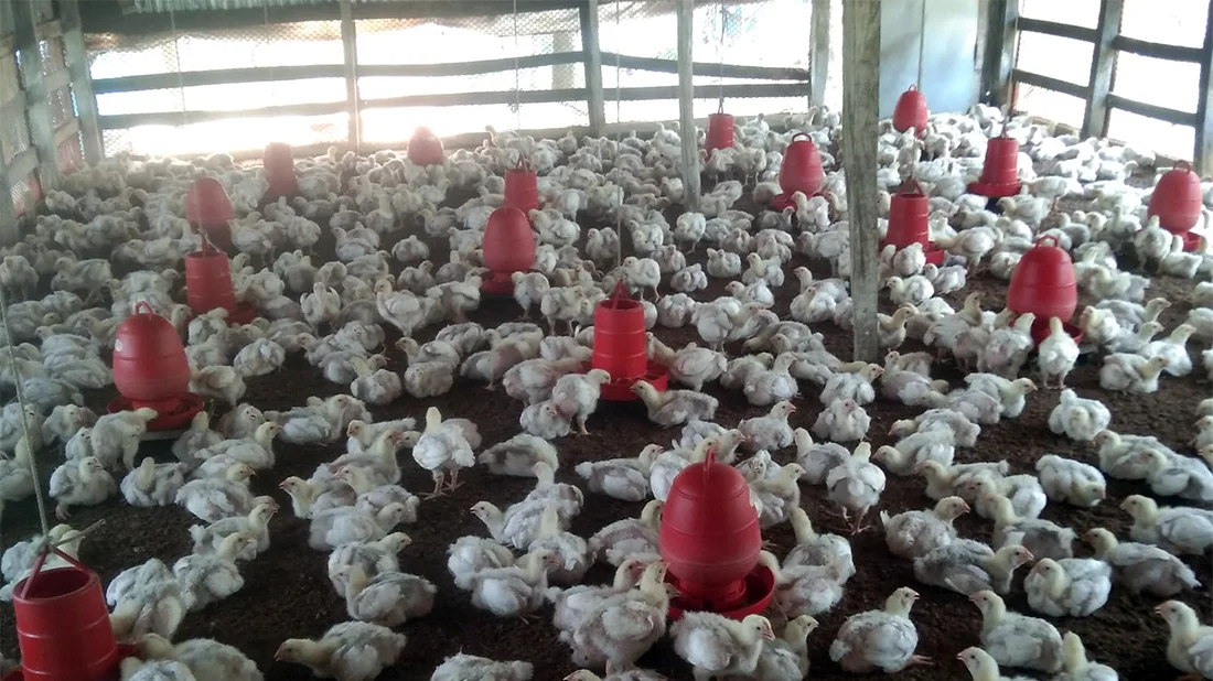 Poultry